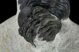 Detailed Reedops Trilobite With Friend #119044-7